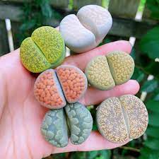 Đặc điểm và cách chăm sóc cây sen mông thạch lan (lithops)