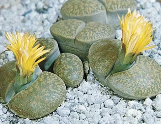 Đặc điểm và cách chăm sóc cây sen mông thạch lan (lithops)