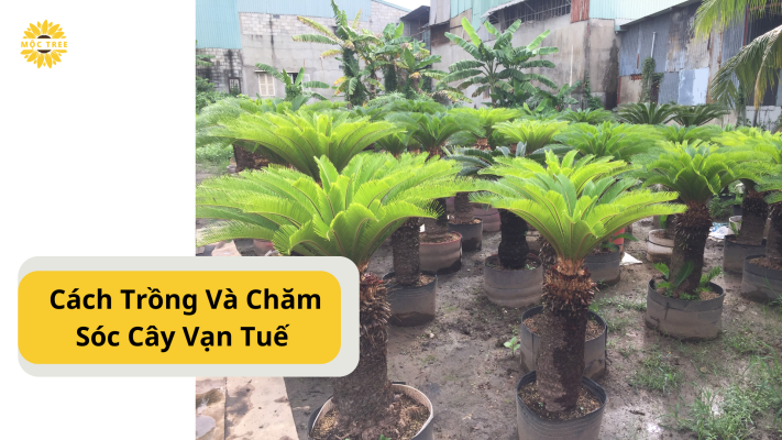 Cách Trồng Và Chăm Sóc Cây Vạn Tuế