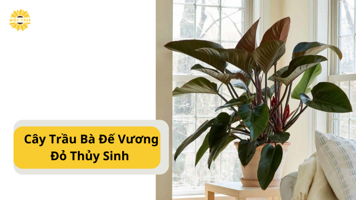 Cây Trầu Bà Đế Vương Đỏ Thủy Sinh