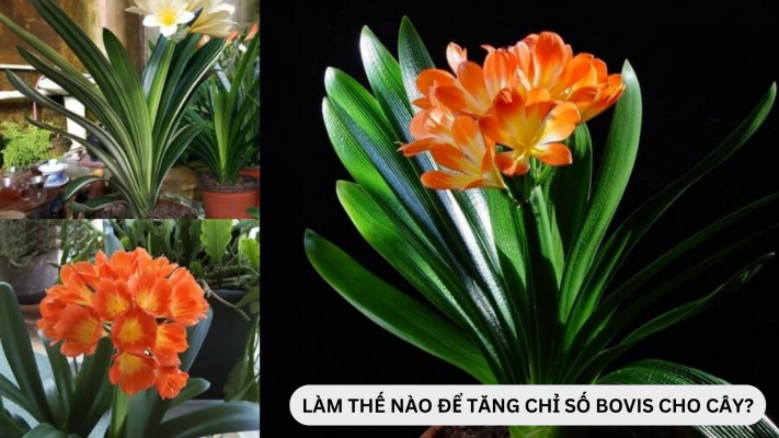 Làm thế nào để tăng chỉ số Bovis cho cây cảnh?