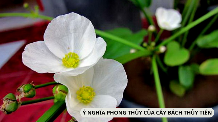 Đặc điểm và ý nghĩa phong thủy cây bách thuỷ tiên