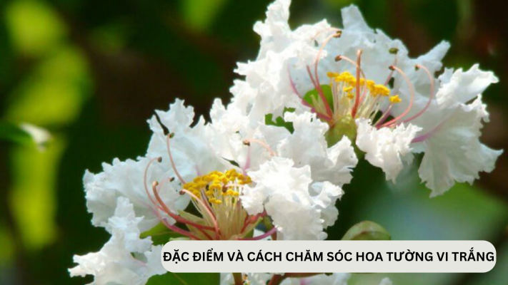 Đặc điểm và cách chăm sóc cây hoa tường vi trắng