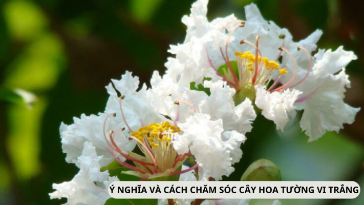 Đặc điểm, ý nghĩa và cách chăm sóc cây hoa tường vi trắng