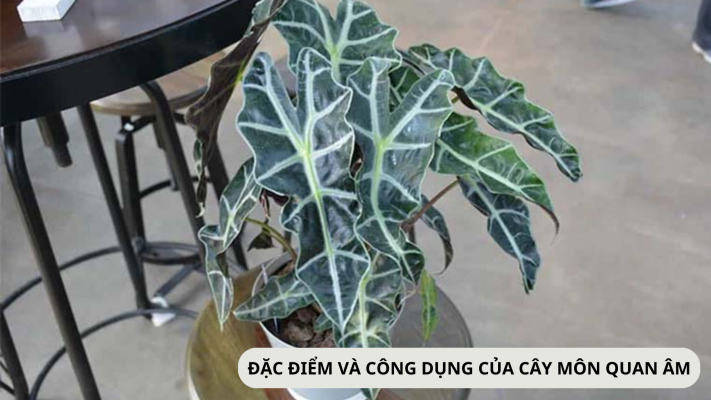 Đặc điểm và ý nghĩa phong thủy của cây môn quan âm