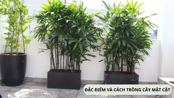 Đặc điểm và cách trồng cây mật cật