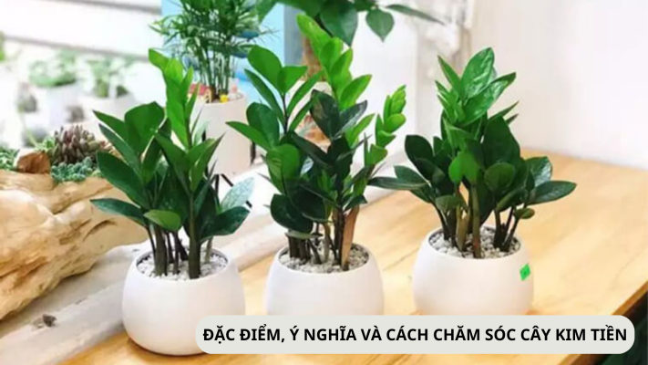 Đặc điểm, ý nghĩa và cách chăm sóc cây kim tiền