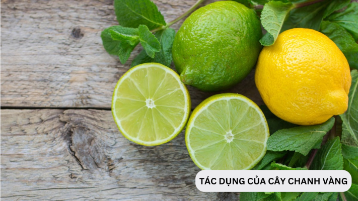 Tác dụng và cách chăm sóc của cây chanh Mỹ