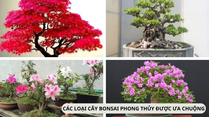 Các loại cây bonsai phong thủy được ưa chuộng nhất hiện nay