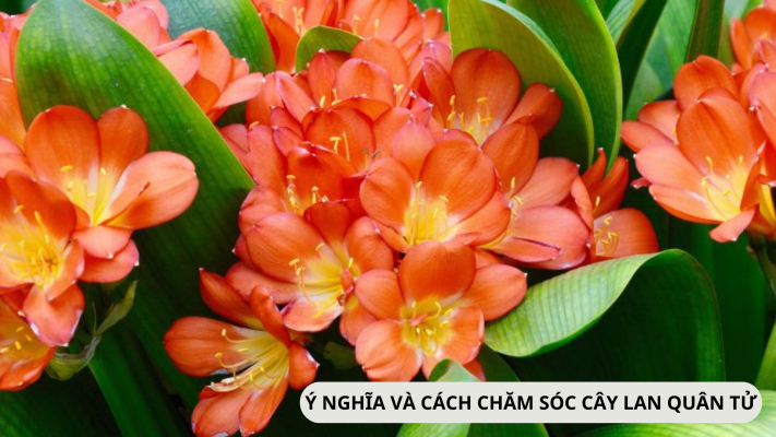 Đặc điểm, ý nghĩa và cách chăm sóc lan quân tử