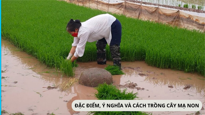 Đặc điểm, cách chăm sóc và cách trồng cây mạ non