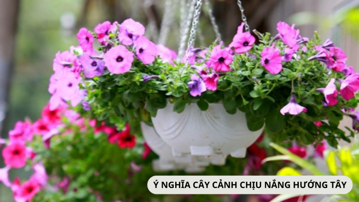 Đặc điểm và ý nghĩa của cây cảnh chịu nắng hướng tây