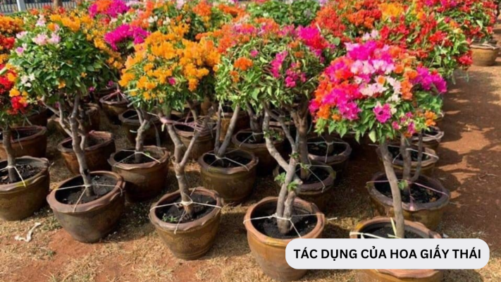 Đặc điểm, tác dụng và ý nghĩa của hoa giấy Thái