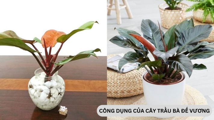 Đặc điểm, ý nghĩa và công dụng của trầu bà đế vương