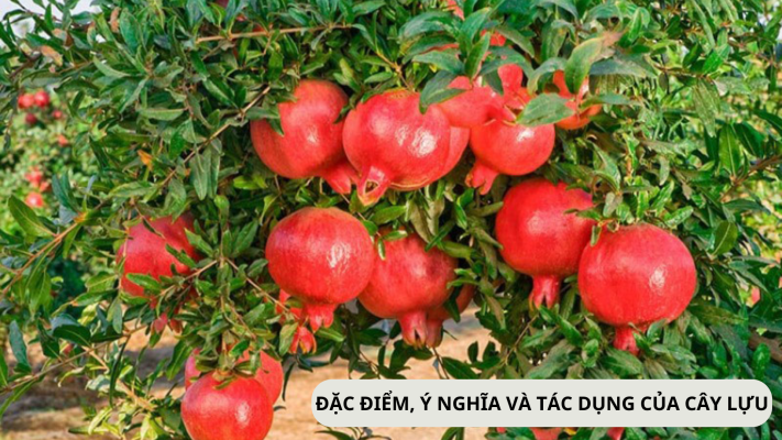 Đặc điểm, tác dụng và ý nghĩa của cây lựu