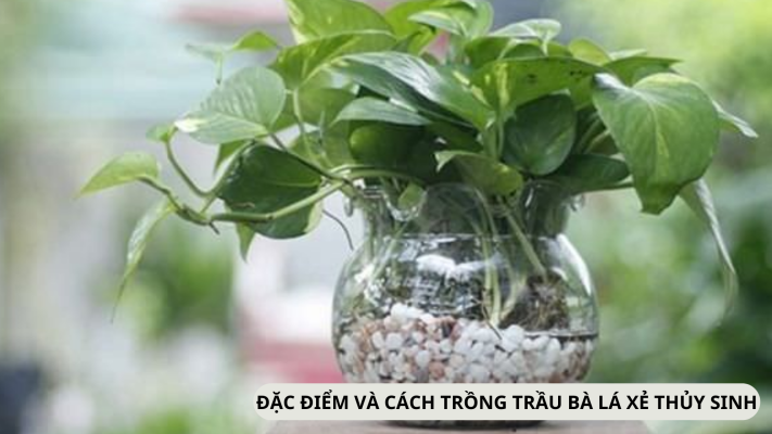 Đặc điểm và cách trồng của trầu bà lá xẻ thuỷ sinh