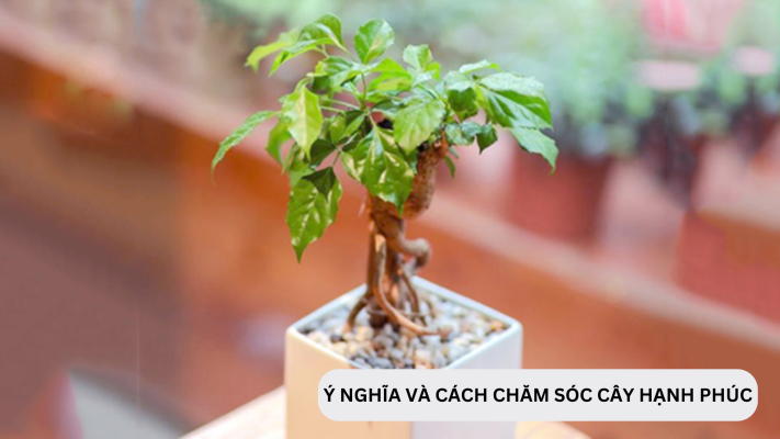 Ý nghĩa và cách chăm sóc cây hạnh phúc