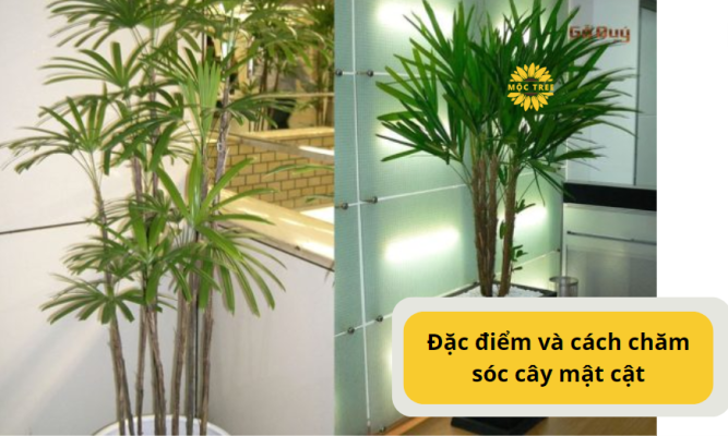 Đặc điểm và cách chăm sóc cây mật cật