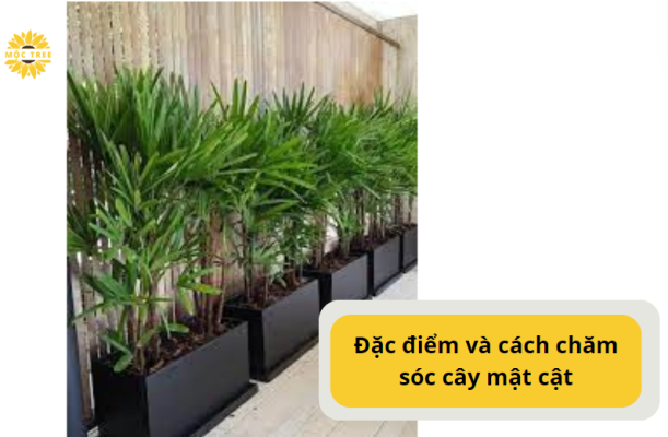 Đặc điểm và cách chăm sóc cây mật cật