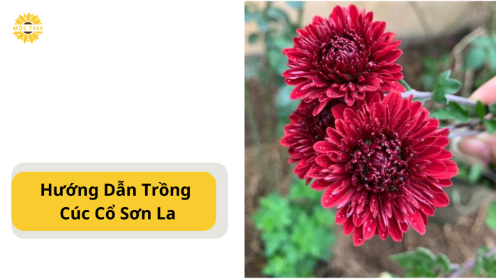 Hướng Dẫn Trồng Cúc Cổ Sơn La