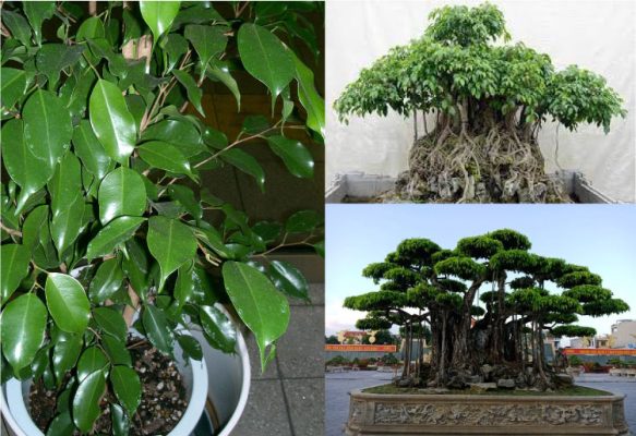 Các loại cây bonsai phong thủy được ưa chuộng nhất hiện nay