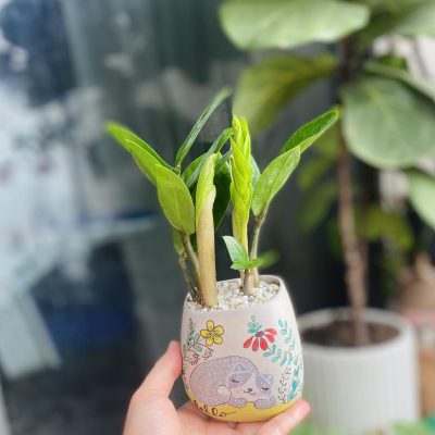 2. Lọ Mọ Garden – shop cây cảnh mini Hà Nội giá rẻ