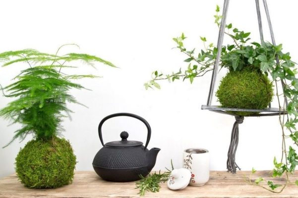 Đặc điểm, ý nghĩa và cách trồng kokedama