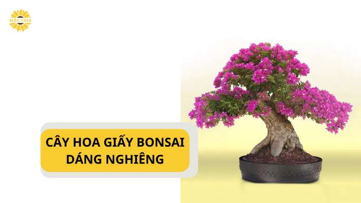 CÂY HOA GIẤY BONSAI DÁNG NGHIÊNG