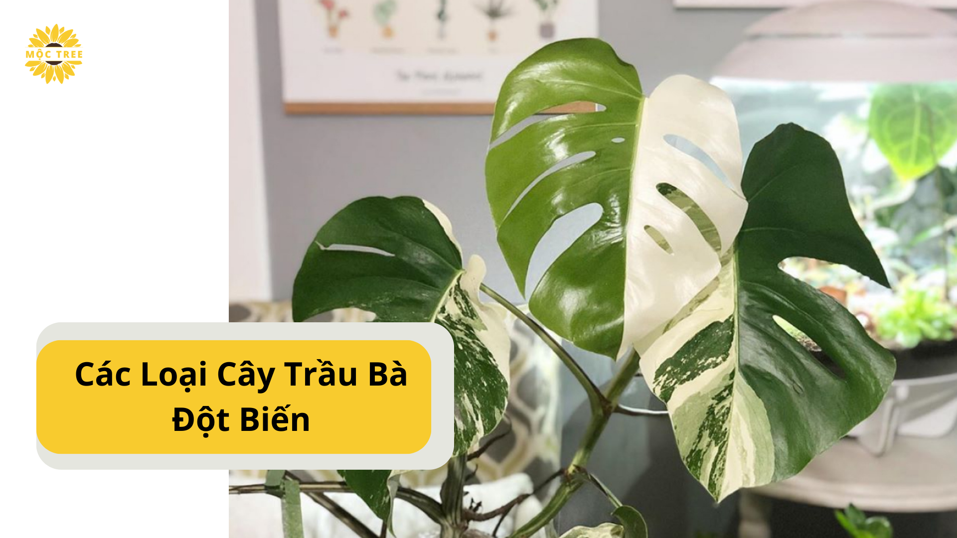 Các Loại Cây Trầu Bà lá xẻ