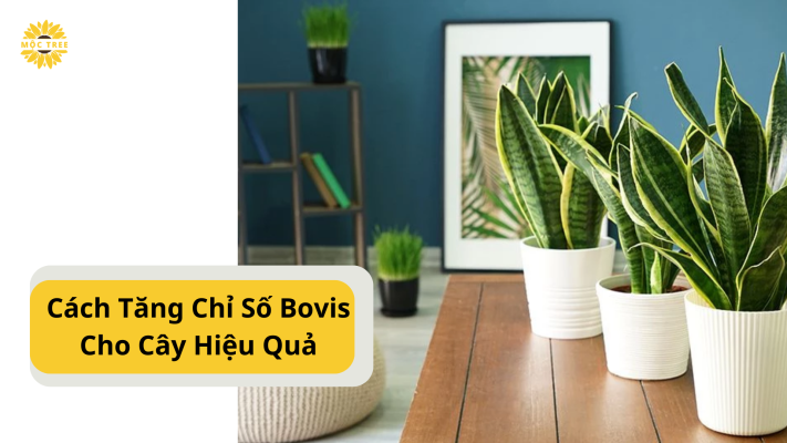 Cách Tăng Chỉ Số Bovis Cho Cây Hiệu Quả