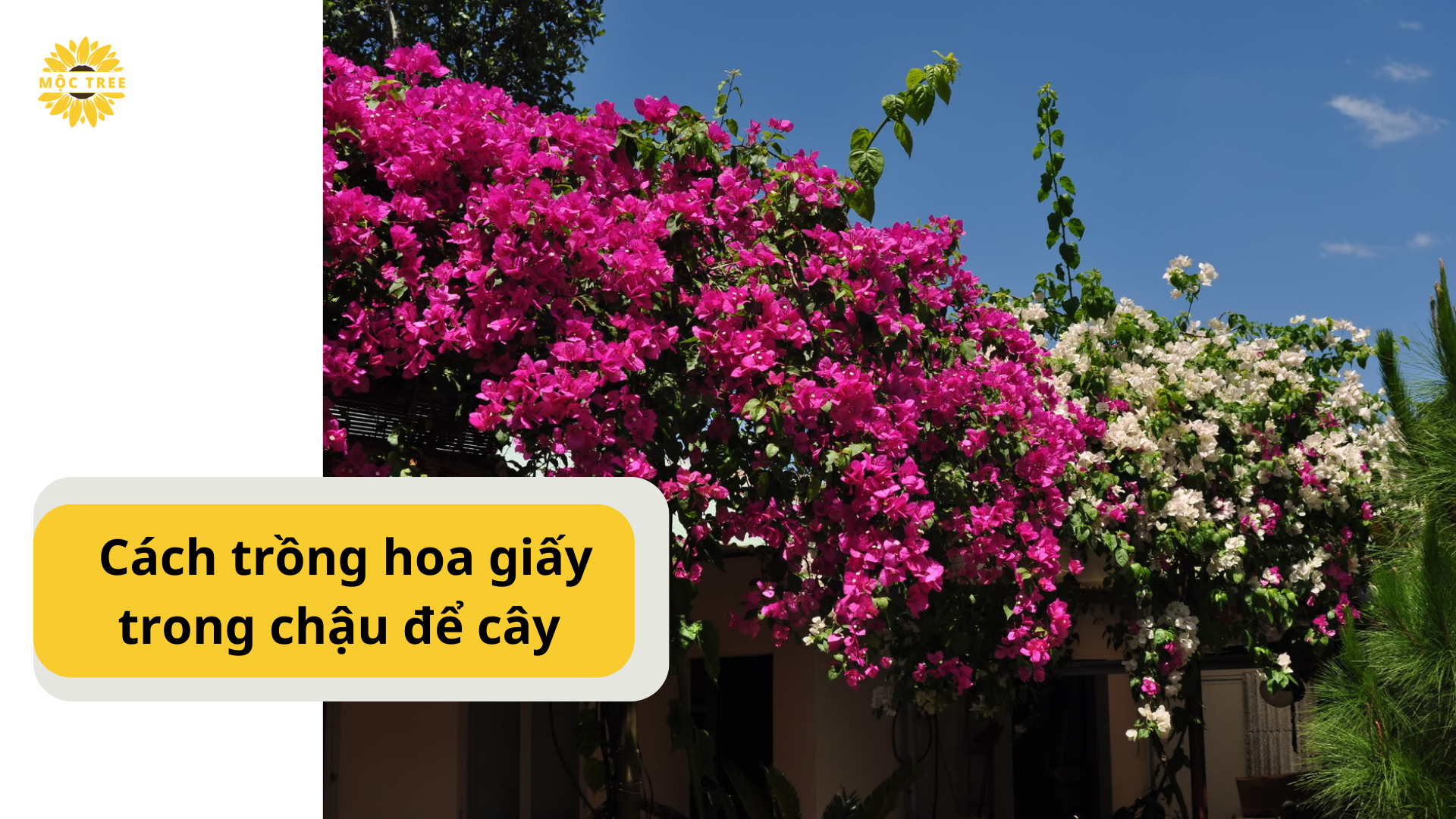 Cách trồng hoa giấy trong chậu để cây