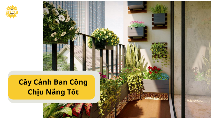 Cây Cảnh Ban Công Chịu Nắng Tốt