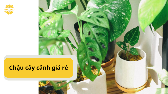 Chậu cây cảnh giá rẻ