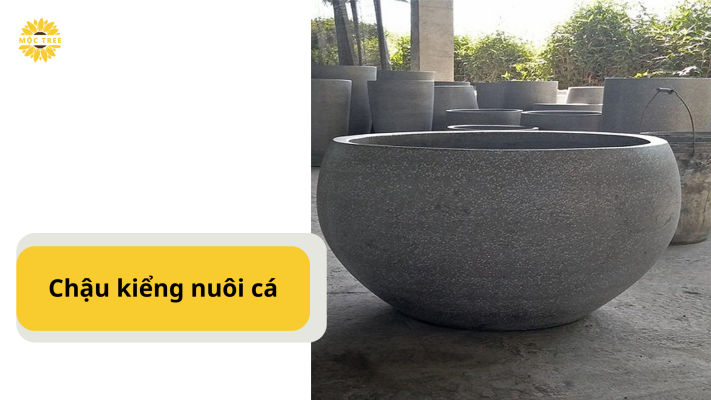 Chậu kiểng nuôi cá