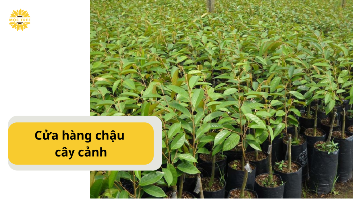 Cửa hàng chậu cây cảnh