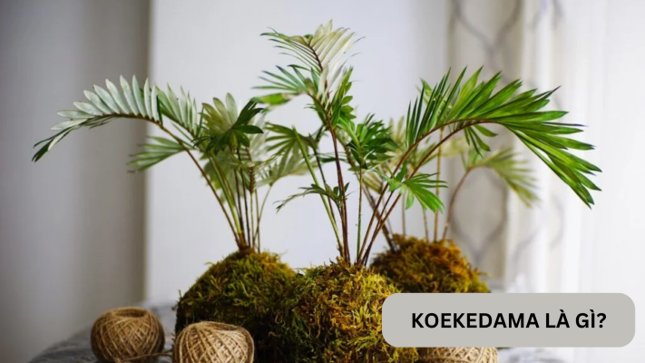 Đặc điểm, ý nghĩa và cách trồng kokedama