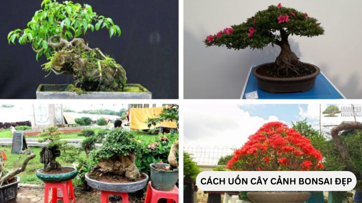 Hướng dẫn cách uốn cây cảnh bonsai đẹp thu hút