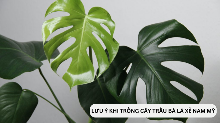 Lưu ý khi trồng cây Trầu Bà lá xẻ Nam Mỹ