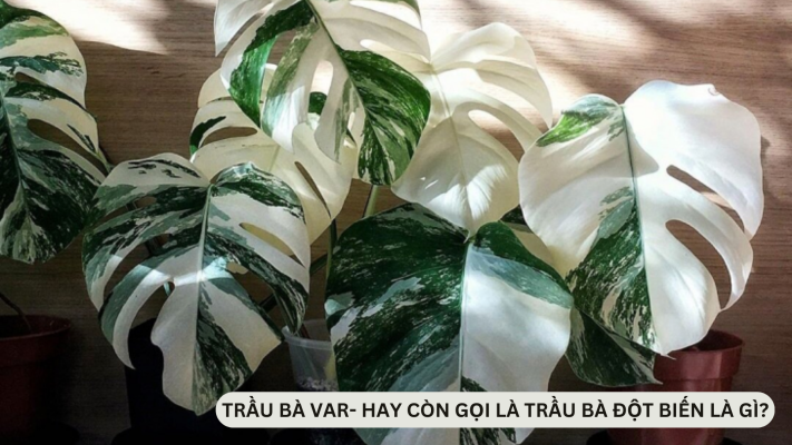  Trầu Bà VAR - Hay gọi là cây Trầu Bà đột biến là gì?