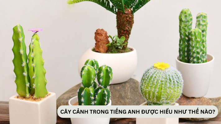 Cây cảnh trong tiếng Anh được hiểu như thế nào?