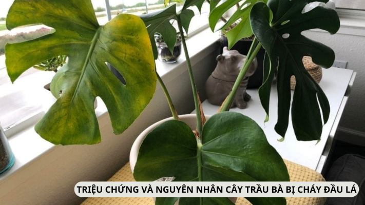 Những nguyên nhân và triệu chứng khiến cây Trầu Bà bị cháy lá