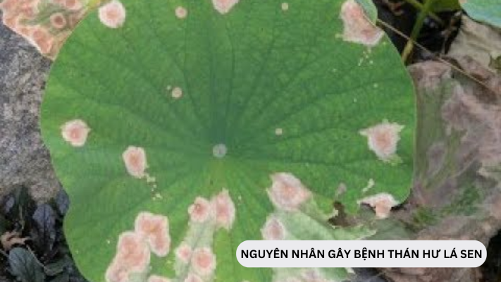 Nguyên nhân và triệu chứng gây bệnh thán hư lá sen