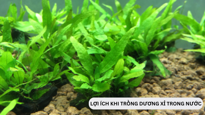 Lợi ích gì khi trồng cây dương xỉ trong nước là gì?