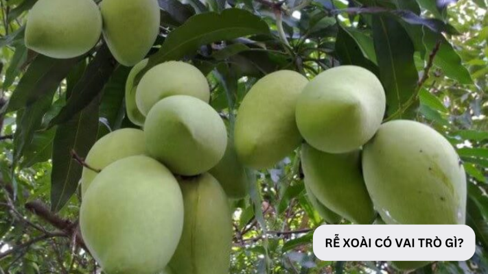 Rễ cây xoài có cấu trúc và hình dáng như thế nào?