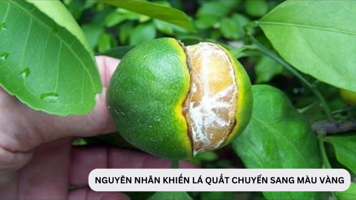 Nguyên nhân khiến lá quất chuyển sang màu vàng