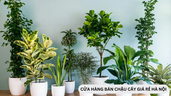 Cửa hàng bán chậu cây cảnh online đáng mua tại Hà Nội