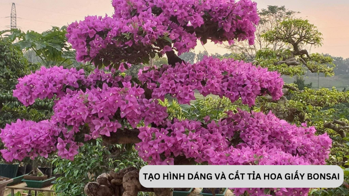 Tạo hình dáng đẹp và cắt tỉa hoa giấy bonsai