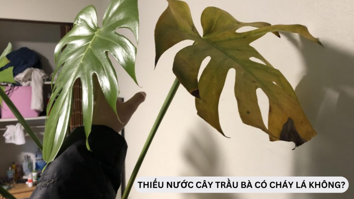 Thiếu nước có thể gây cháy lá cho cây Trầu Bà không?