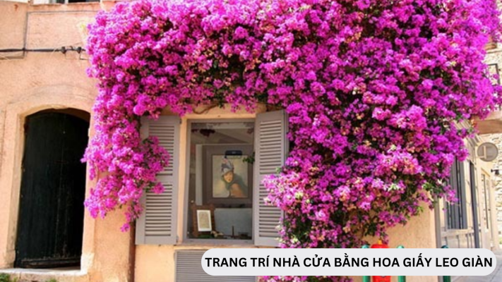 Xu hướng trang trí nhà cửa bằng hoa giấy leo giàn