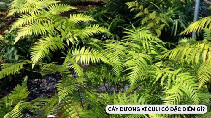 Cây dương xỉ culi có những đặc điểm nổi bật nào?